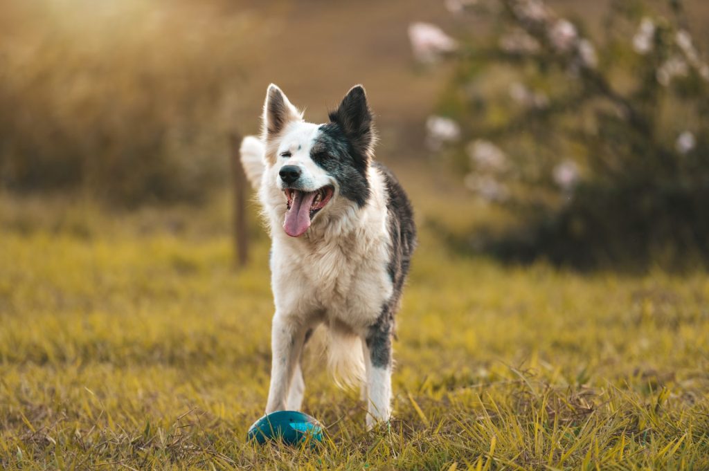 canine preventative health and dog dna testing