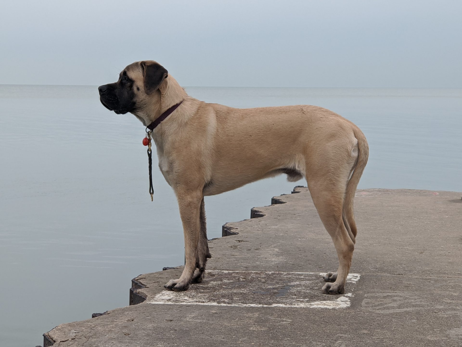 are english mastiff puppies lazy