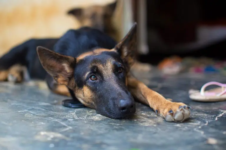 Unlocking Canine Secrets: The Pivotal Role of Epigenetics in Dog DNA