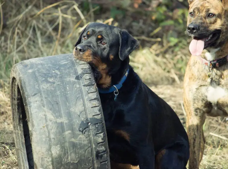 rottweiler’s bite force – How Strong Is it? PSI Explained