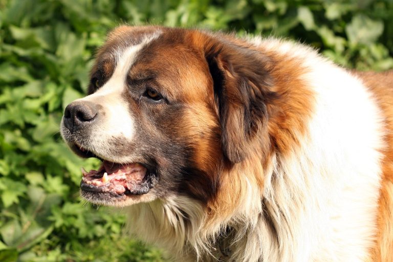 Canine Genetic Disorders: What Every Dog Owner Should Know