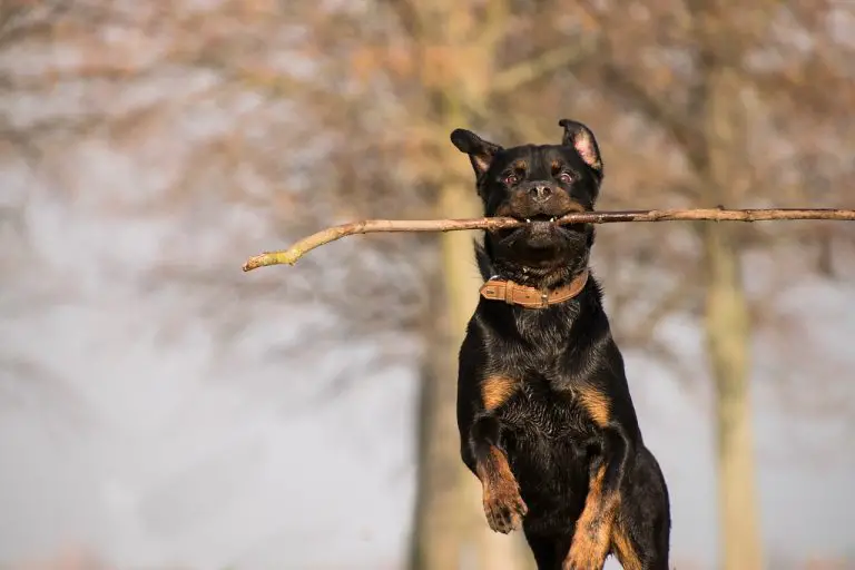 Rottweiler Exercise Needs: Unlocking Your Pup’s Full Energy Potential