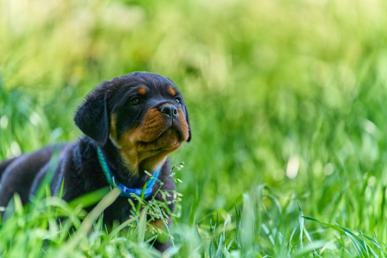 Best Rottweiler Names – 101 Quirky & Fun Names