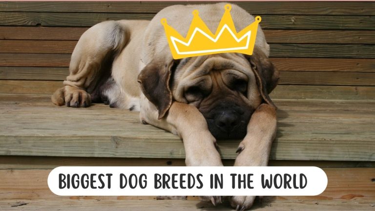 15 of the biggest Dog Breeds in the world