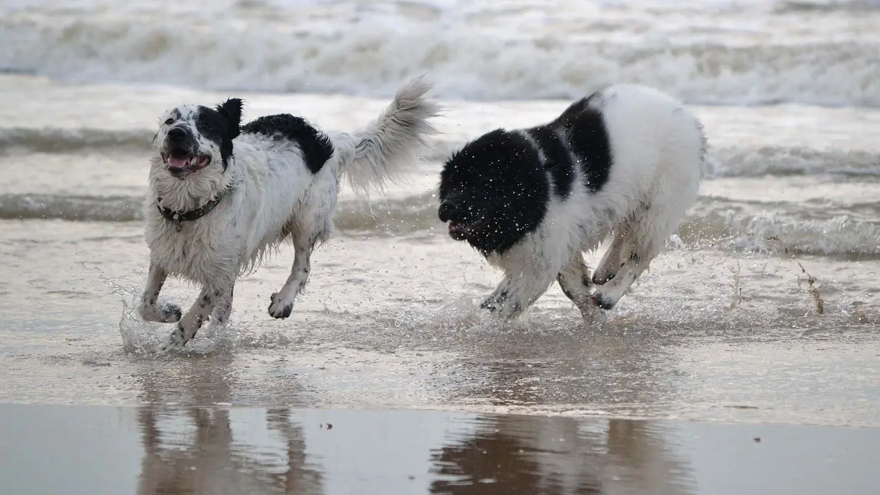 Newfoundland dog bite force