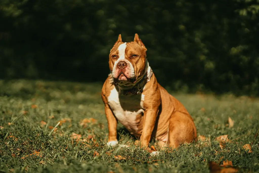 American xl bully dogs to be banned in UK