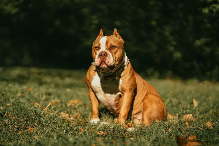 UK Officially Bans XL Bully Dogs After Recent Attacks