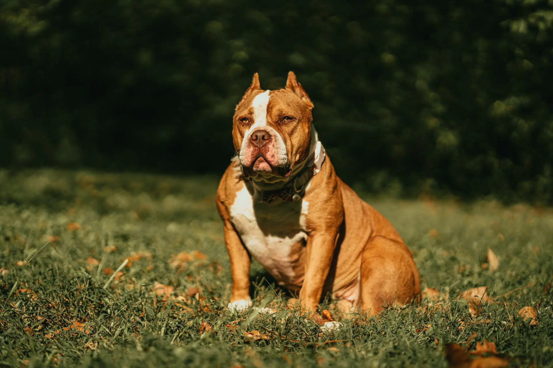 Why is the UK banning American XL Bully dogs? - BBC News