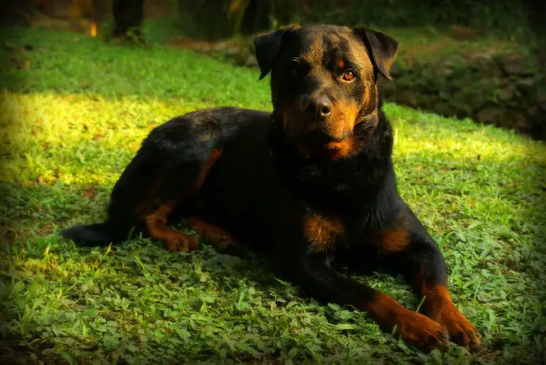The 3 Different Types of Rottweiler & what makes them Unique