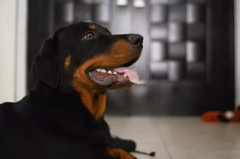 12 Beautiful Rottweiler Mixes That Will Make Your heart melt