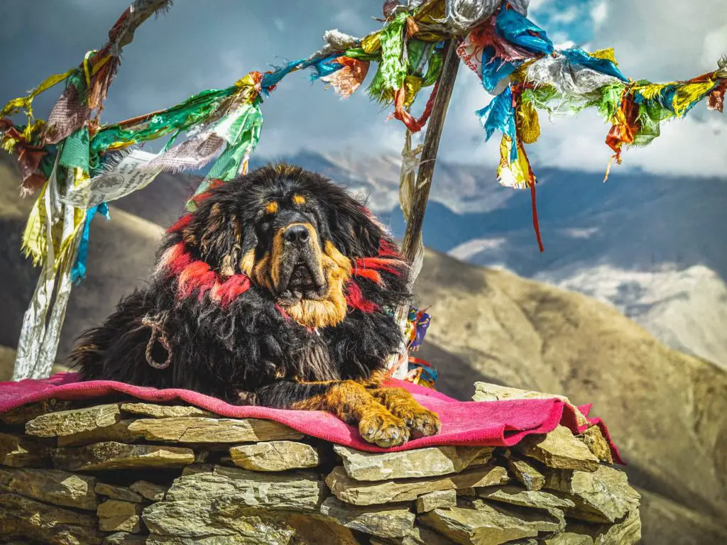 Tibetan Mastiff Lifespan