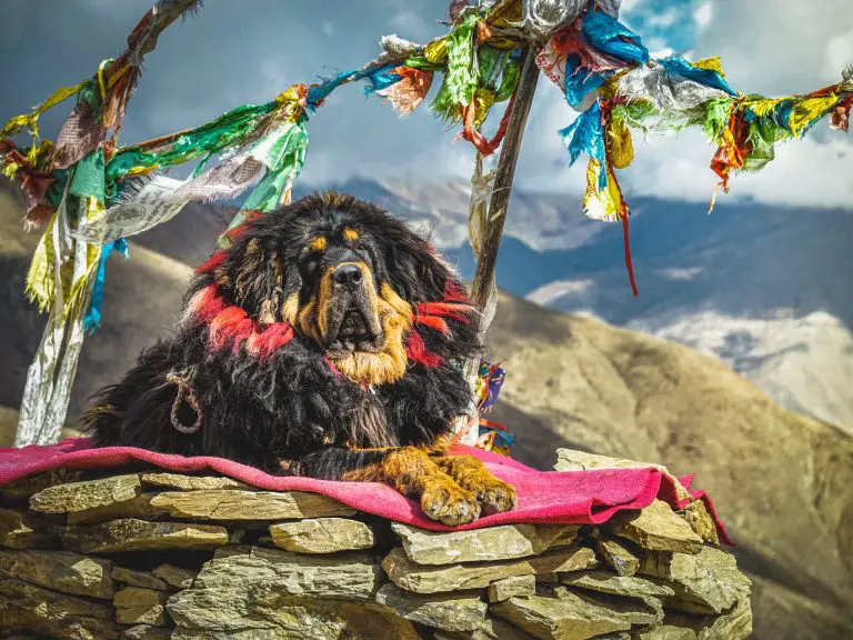 Tibetan Mastiff Lifespan & Common Health Issues