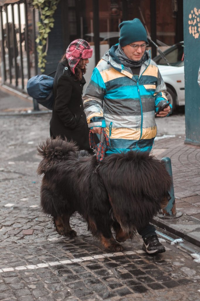 walking a tibetan mastiff