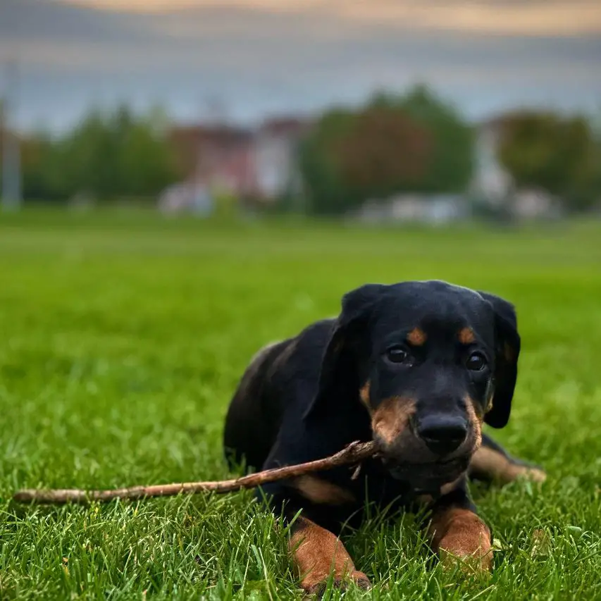 12 Rottweiler Mixes That Will Leave You Breathless