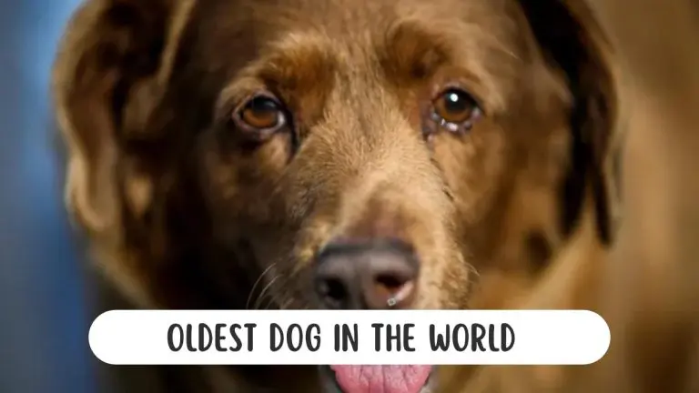 Bobbi, The Oldest Dog In The World Dies Aged 31
