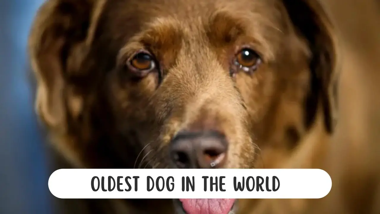 Bobi - Oldest dog in the world