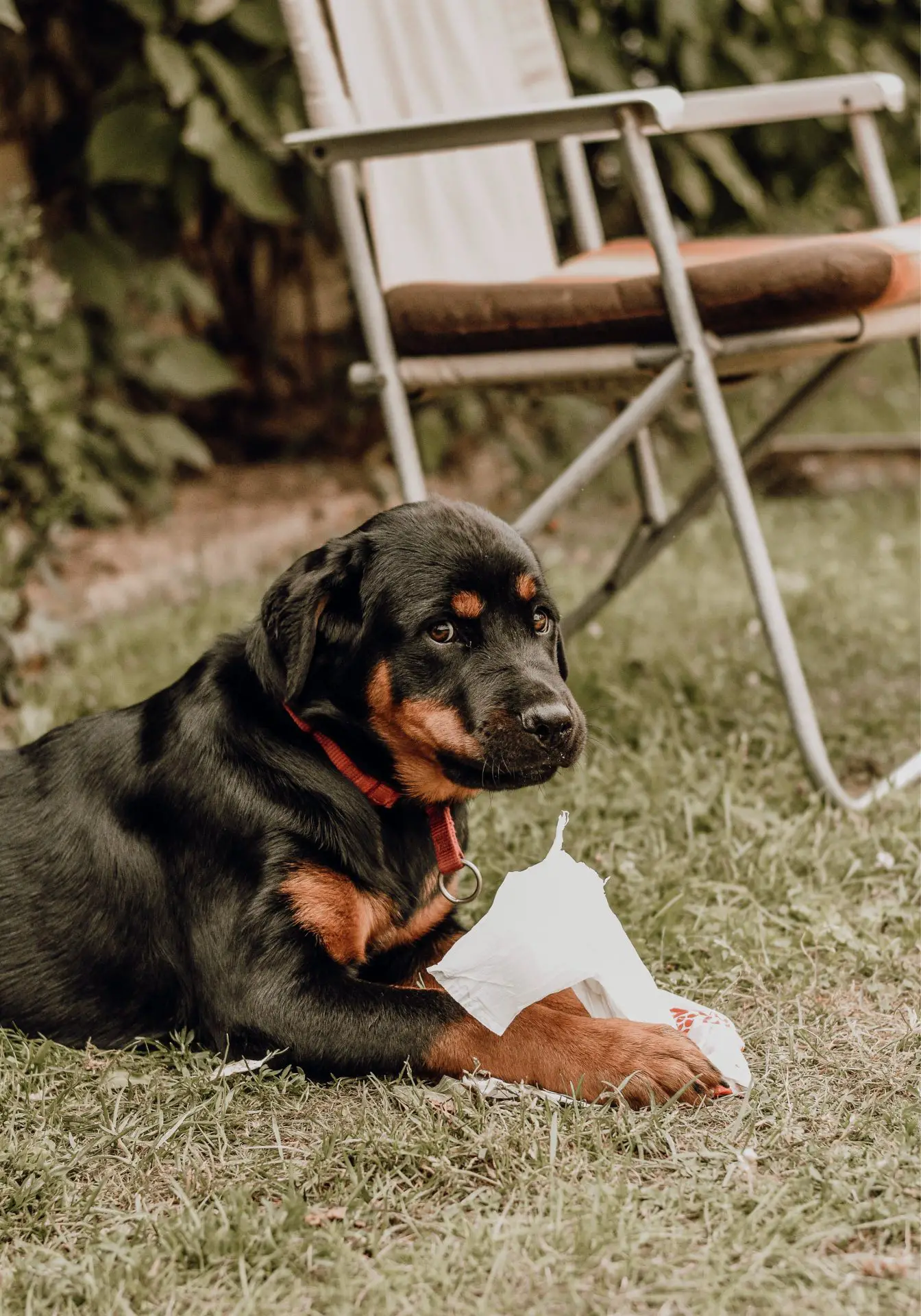 Rottweiler Temperament & Personality Traits