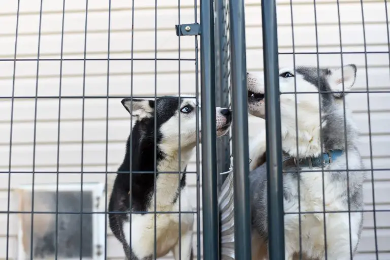 RSPCA warns of winter crises as Dog abandonment Rates Rocket