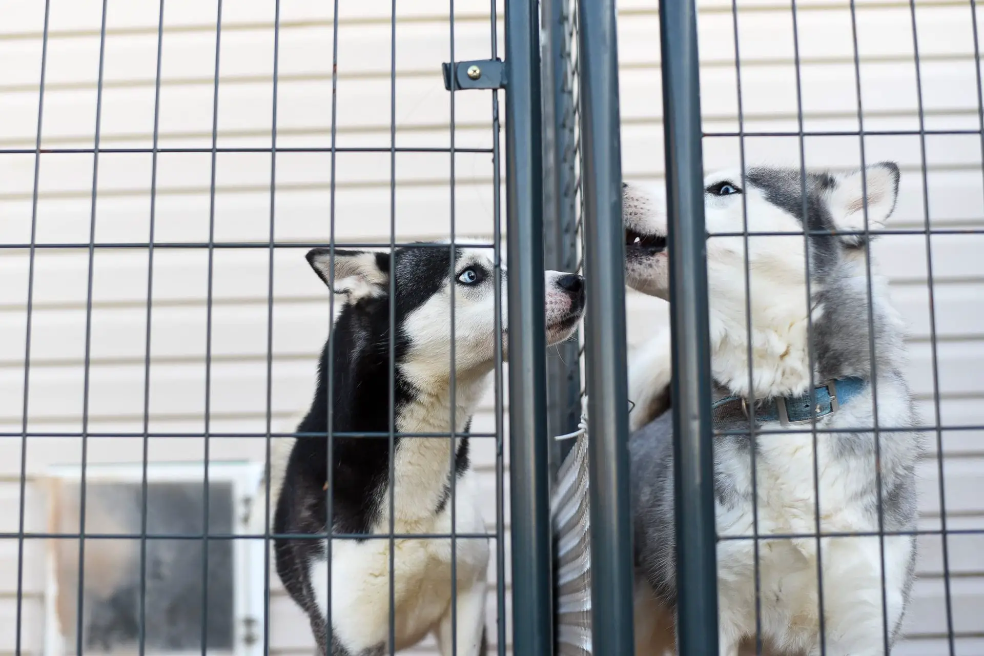 dog shelter - dog abandonment increases