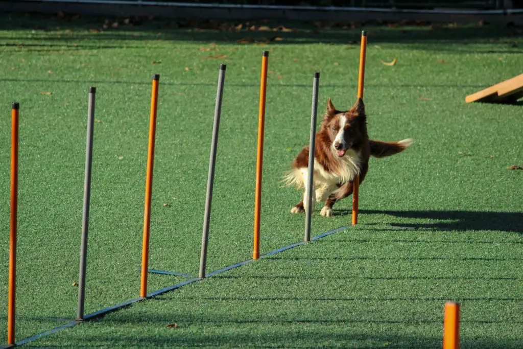 dog sport - canine agility
