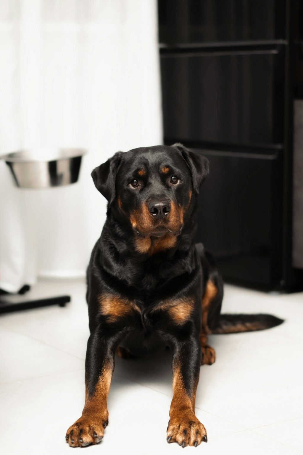 The Ultimate Rottweiler Feeding Guide Paw Planning