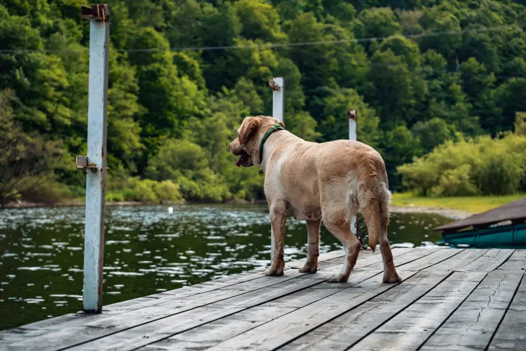 Dog Sport - Dock Jumping