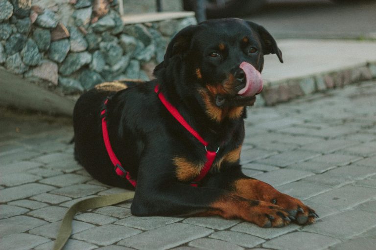 The Ultimate Rottweiler Feeding Guide