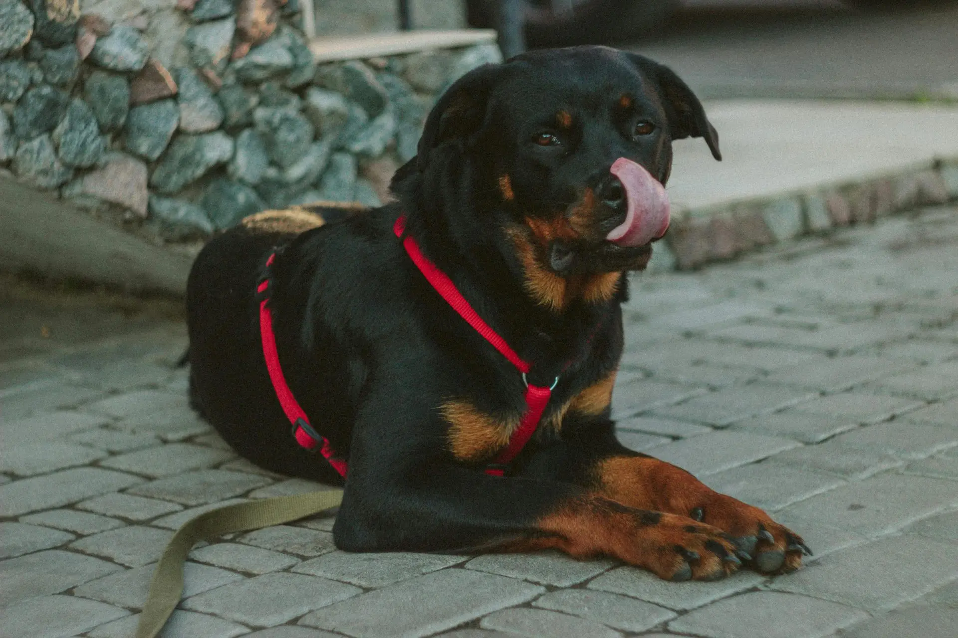 Best food to bulk up clearance rottweiler