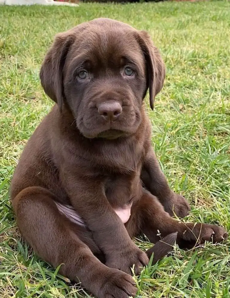chocolate lab puppy