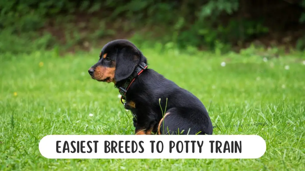 Easiest dog breeds to potty train